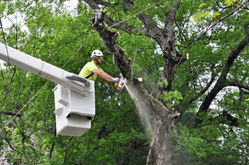 Tree Removal Equipment in Use
