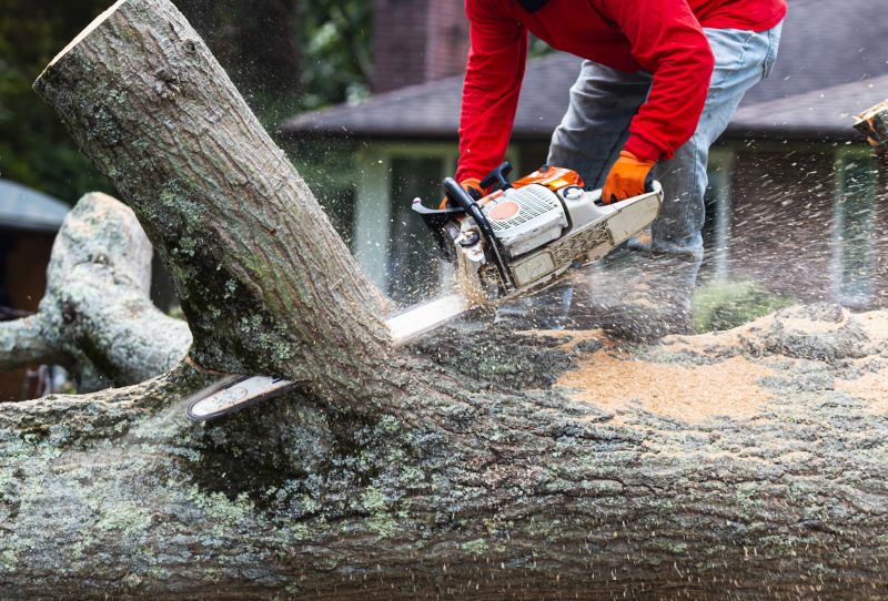 Large Tree Felling