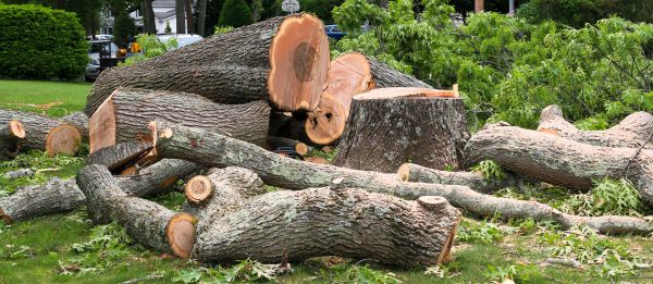 Cost of Large Tree Removal in Chandler