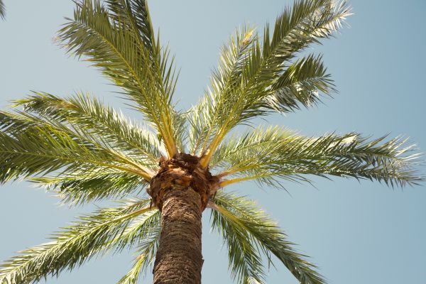 Cost of Palm Tree Removal in Chandler
