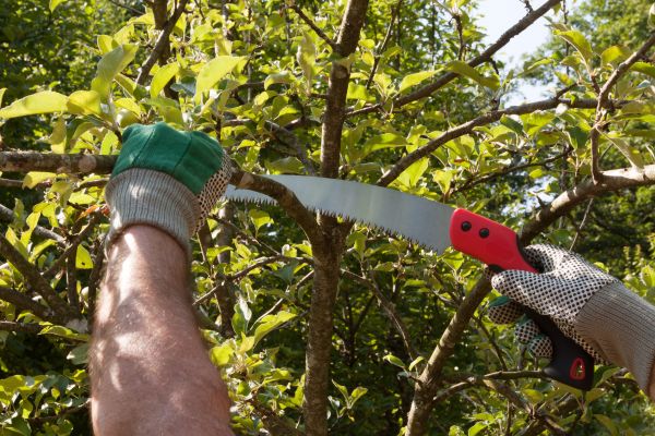Cost of Small Tree Removal in Chandler