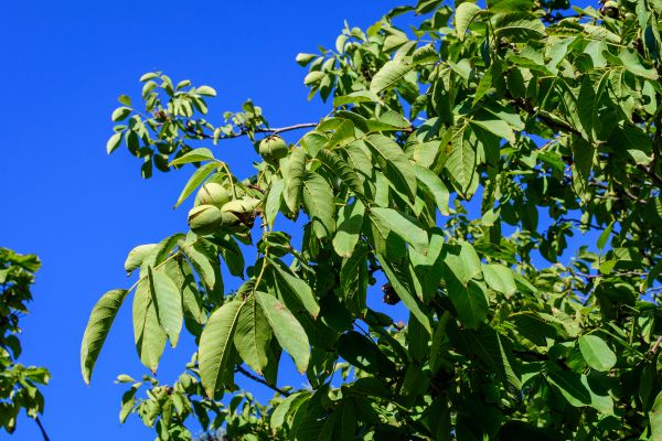 Cost of Walnut Tree Removal in Chandler