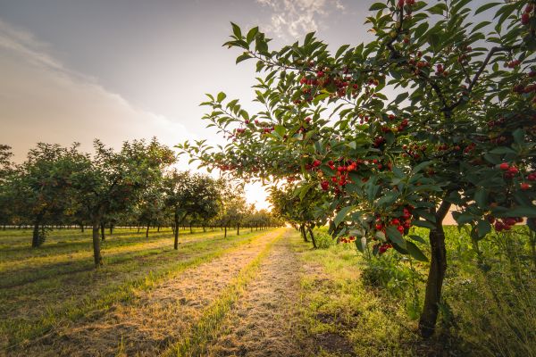 Cost of Cherry Tree Removal in Chandler