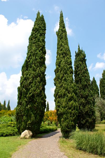 Cost of Cypress Tree Removal in Chandler