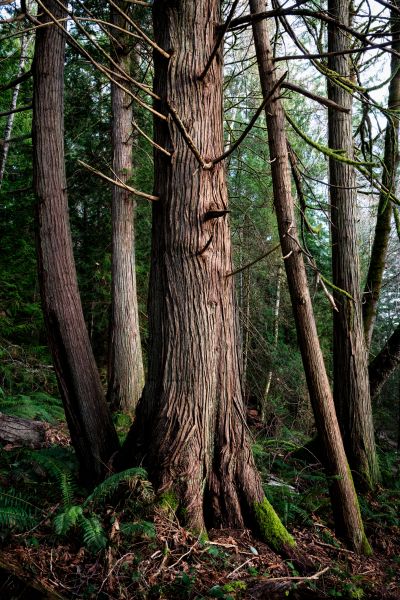 Cost of Cedar Tree Removal in Chandler