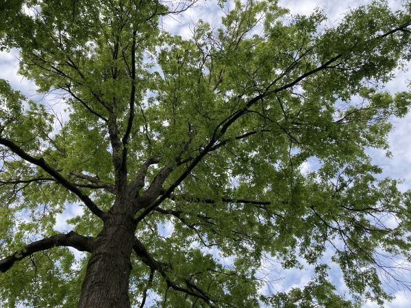 Cost of Oak Tree Removal in Chandler