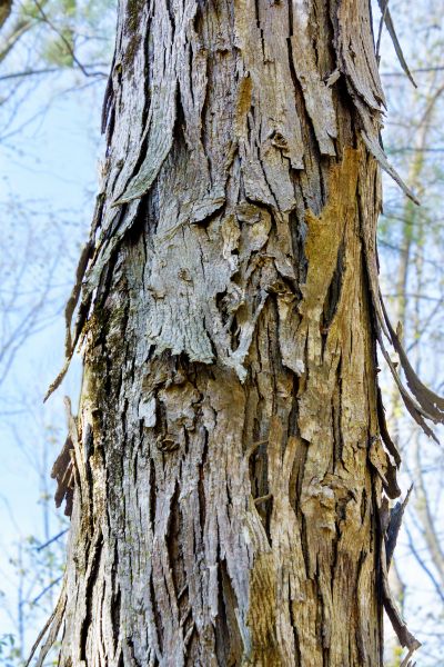 Cost of Hickory Tree Removal in Chandler