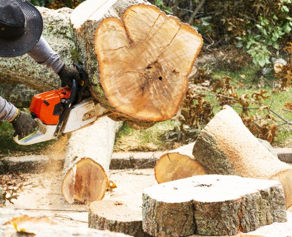 Cost of Tree Removal Service in Chandler