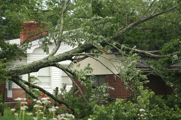 Cost of Emergency Tree Removal in Chandler