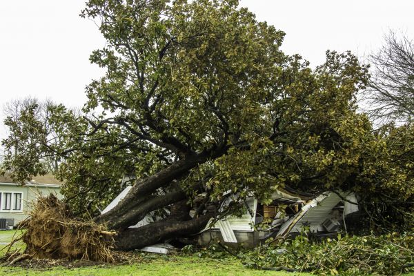 Cost of Fallen Tree Removal in Chandler